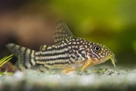 16 Best Kuhli Loach Tank Mates And Care Guide