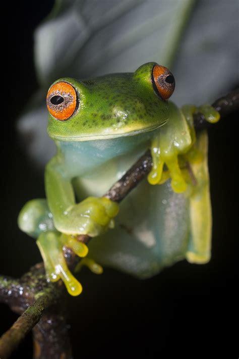 Museu De Hist Ria Natural Promove Exposi O Fotogr Fica Sobre Anf Bios