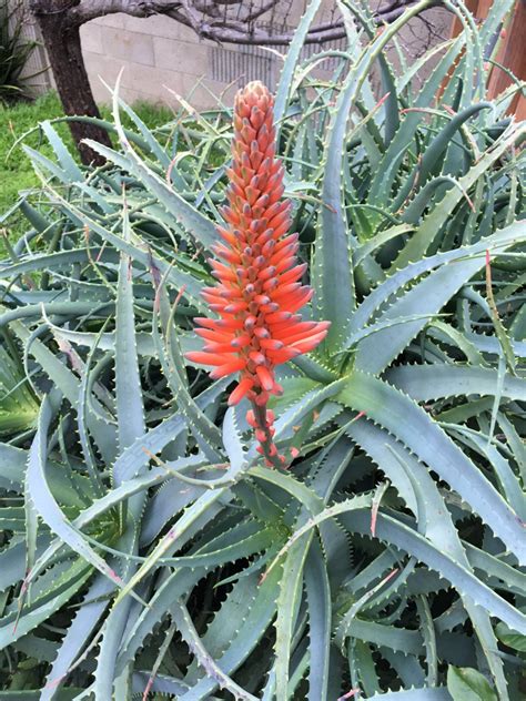 Aloe Arborescens Rooted Gallon Size Mother Plant Shown 45 Off