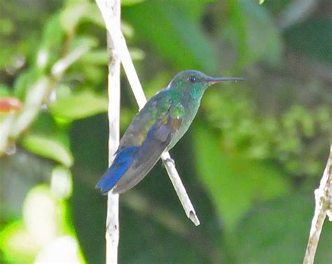 Amazilia Cyanura Filo Chordata Clase Aves Listado De Especies