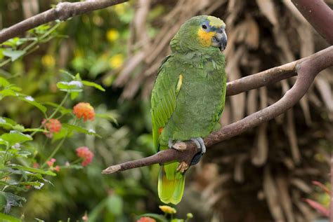 Keeping Amazon Parrots As Pets