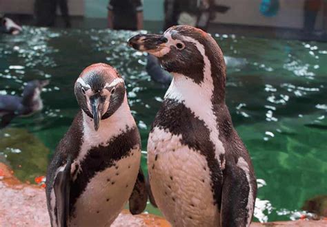 Pingüinos padrinos en bodas colectivas en el Aquarium del puerto de