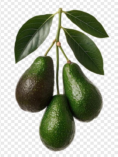 A Set Of Green Avocados With Leaves On A Branch Premium Ai Generated Psd