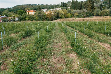 Visite Guid E De La P Pini Re Des Fleurs Dexception Du Pays De Grasse