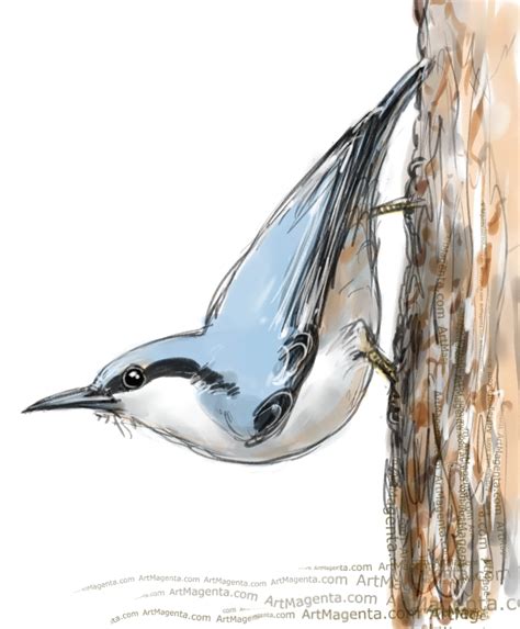 Birds: Eurasian Nuthatch