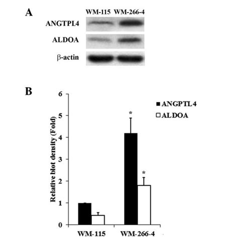 Angiopoietin Like 4 ANGPTL4 And Aldolase A ALDOA Expression In