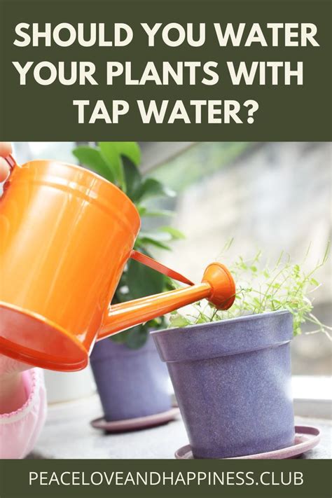 Is Tap Water Bad For Plants The Impact Of Water Quality On Plants Plants Rain Water