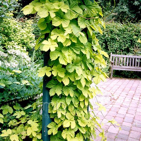 Plant Pictures: Humulus lupulus - 'Aureus' (Ornamental hop, Humulus) - Tertiary Image