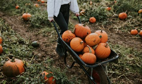 Halloween All Orto Botanico Di Napoli Con Il Fantastico Mondo Delle Zucche