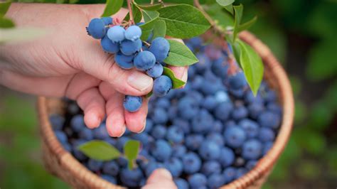 Where To Plant Blueberry Bushes For The Ultimate Summer Harvest