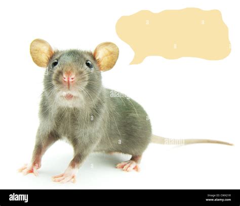 Funny Rat Hi Res Stock Photography And Images Alamy