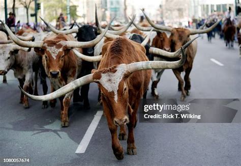 Cowboys Drive A Herd Of Longhorn Steers Through The Streets Of News