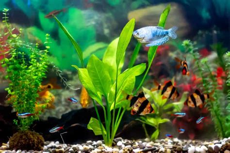 Amazon Sword Plant Care Guide - Buying, Growing, Tank Mates and More