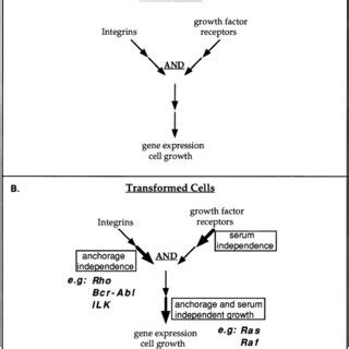 Oncogenes and signaling pathways. (A) General scheme for convergence of ...