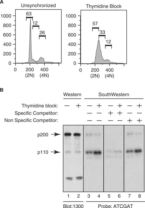 Synchronization Of Hela Cells Using The Thymidine Block Procedure