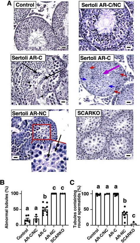 Male Fertility In Mice Requires Classical And Nonclassical Androgen Signaling Cell Reports