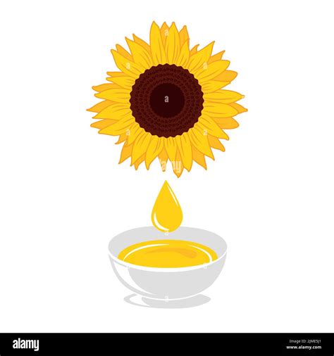 Sunflower Oil Drop Healthy Food Isolated On White Stock Vector Image