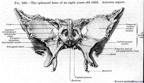 Sphenoid Bone Prohealthsys