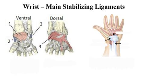 Wrist Ligaments Diagram Quizlet