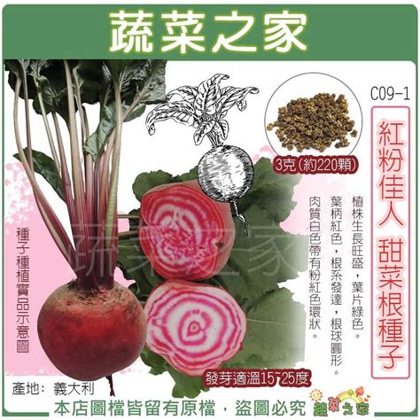 【蔬菜之家滿額免運】c09 1紅粉佳人甜菜根種子3克約220顆 葉柄紅色，根系發達，根球圓形。 根莖類種子 露天市集 全台最大的