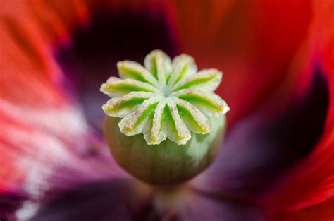 Banco De Imagens Natureza Flor Plantar Campo Flor Pétala Verão