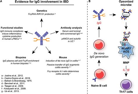 Frontiers Igg And Fc Receptors In Intestinal Immunity And Inflammation