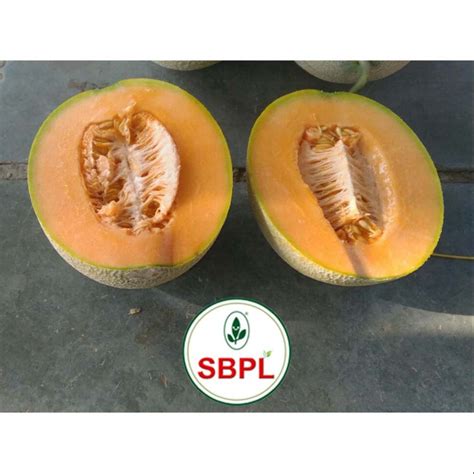 KASTURI F1 HYBRID MUSKMELON For Agriculture Packaging Size 25 Gm At