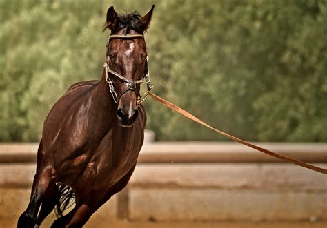 Close-up of Horse Nose · Free Stock Photo