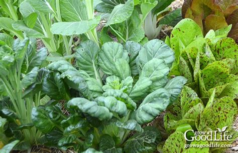 30 Vegetables That Grow In Shade