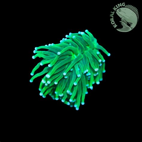 Green Lantern Torch Koral King