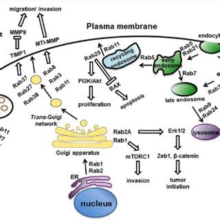 (PDF) Rab-mediated vesicle trafficking in cancer 