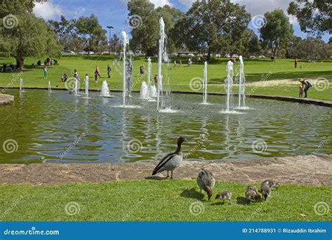 Wild Ducks Around Pool And Fountains Of Pioneer Women S Memorial At