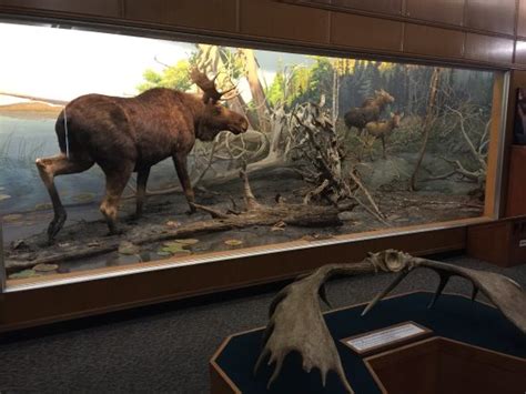 Bell Museum Of Natural History Minneapolis 2020 All You Need To