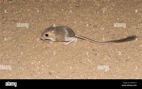 A desert kangaroo rat Stock Photo - Alamy