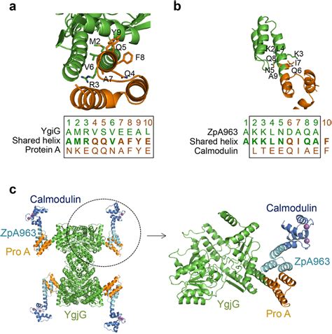 Construction Of A Tetrameric Protein Complex By The Shared Helix Download Scientific Diagram