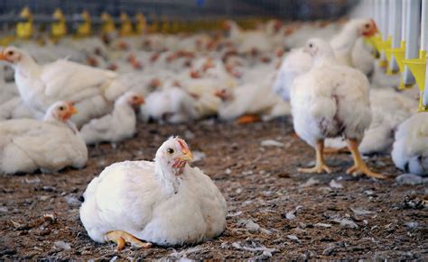 Cómo iniciarse en la cría de gallinas Molinos Champion