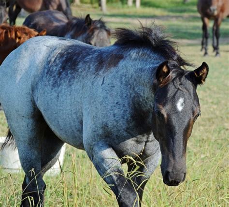 5 Beautiful Coat Colors In Horses Your Horse Farm