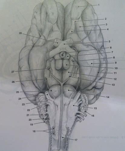 Diagram Of Biol Lab Gross Anatomy Of The Nervous System Quizlet