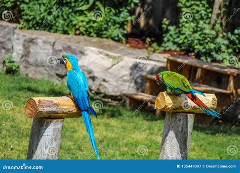 A PAIR of BLUE and GREEN PARROTS. Stock Image - Image of city, inside: 135447097