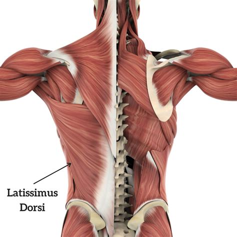 Latissimus Dorsi Muscle Origin And Insertion