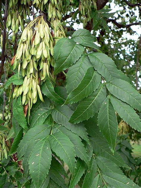 Frêne Commun Fraxinus Exelsior