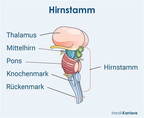 Mittelhirn Mesencephalon Medi Karriere