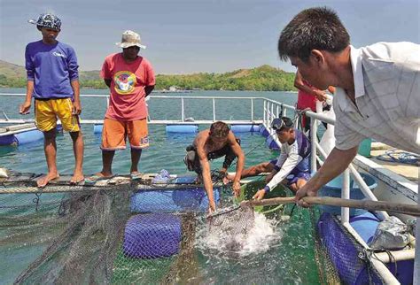 Squeezing In Fish Cages In Kakiputan Channel Inquirer News