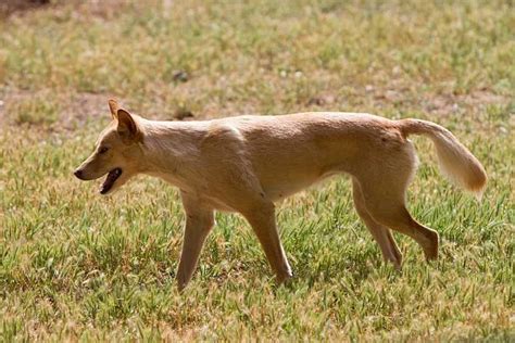 German Shepherd Chihuahua Mix: Meet Your New Furry Friend! - The Chihuahua Guide