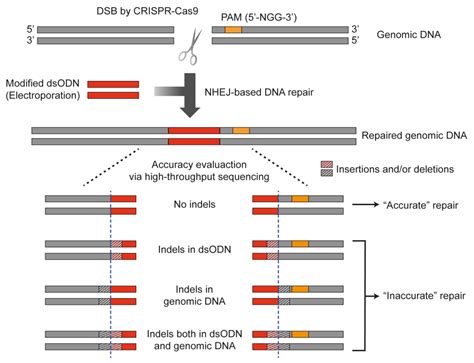 Ijms Free Full Text Analysis Of Nhej Based Dna Repair After Crispr