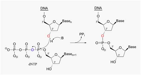 Image130 - Phosphodiester Bond Formation In Dna, HD Png Download , Transparent Png Image - PNGitem