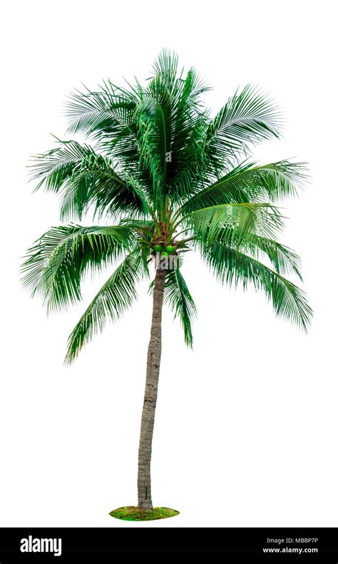 Single Coconut Tree Wallpaper