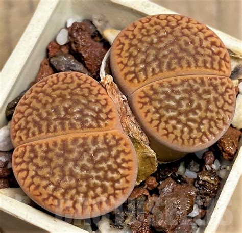 SHPR23156 Lithops hookeri v marginata Кактус онлайн