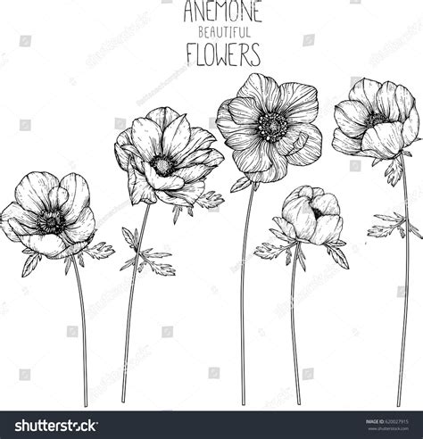 Anemone Flowers Drawing Vector Illustration And Line Art Plant Drawing