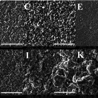 SEM Images Of The Platelet Adhesion Test On The PLLA PCL PLLA Film